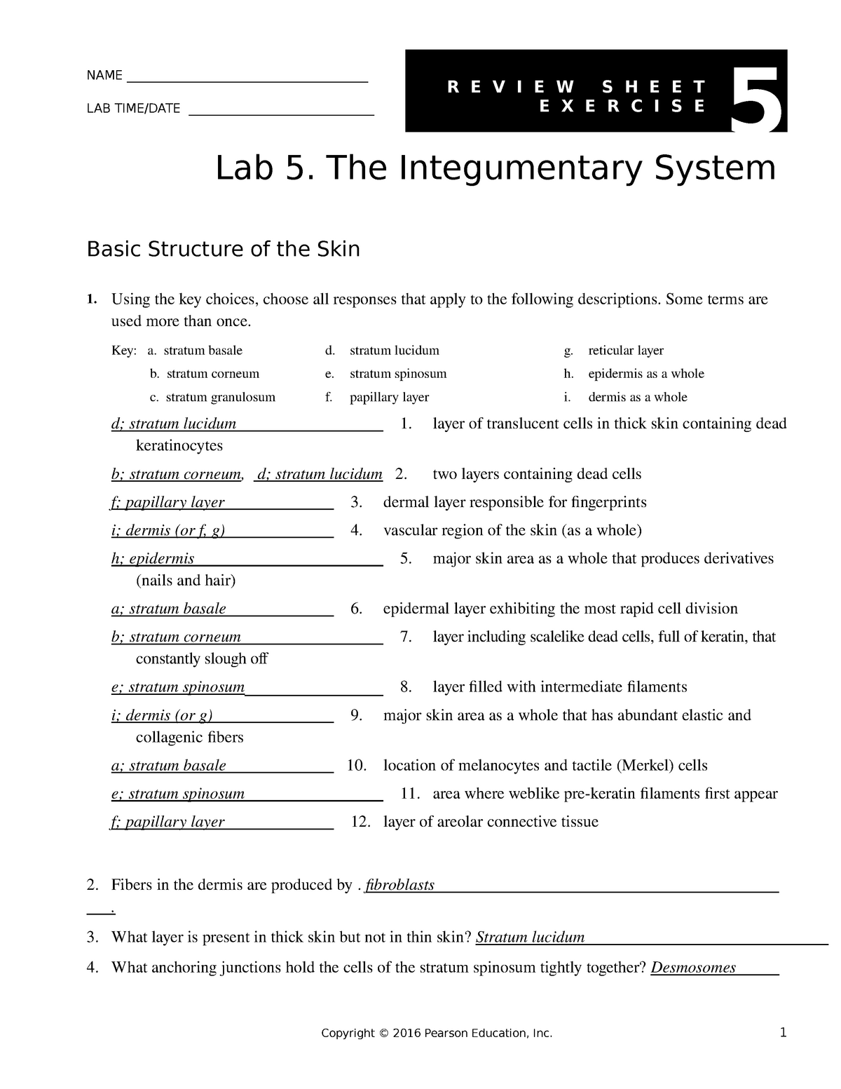 Bestseller Chapter 5 The Integumentary System Packet Answers