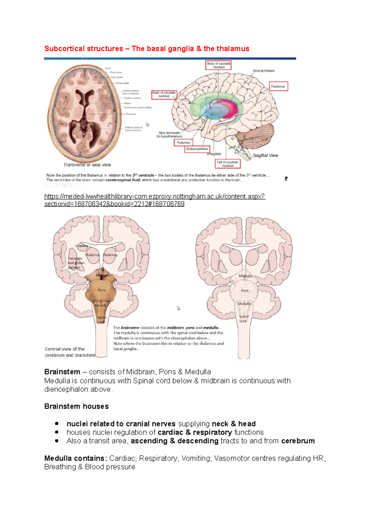 Subcortical structure the basal ganglia - Subcortical structures – The ...