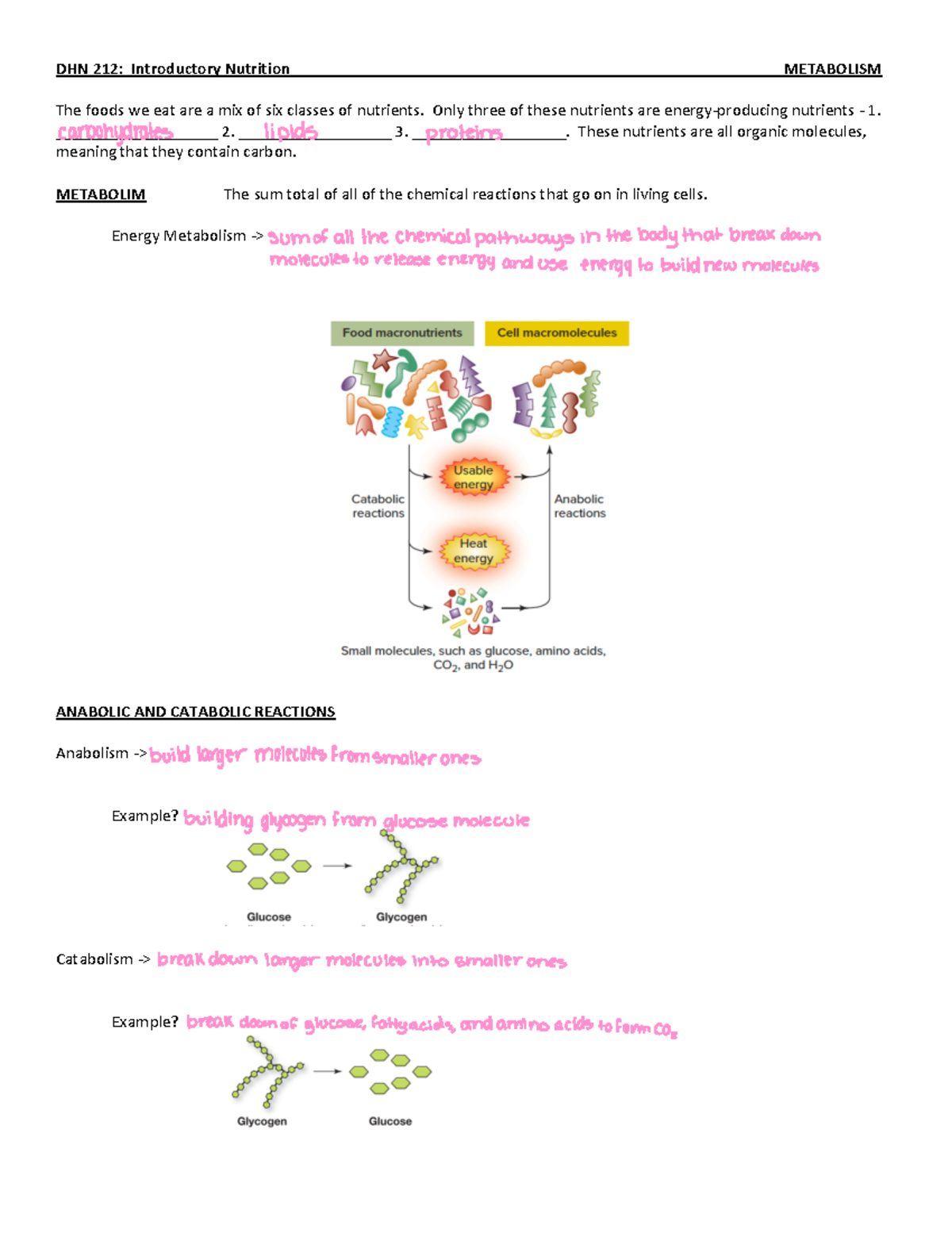 Ch+8+-+Metabolism+lecture+handout - DHN 212 : Introductory Nutrition ...