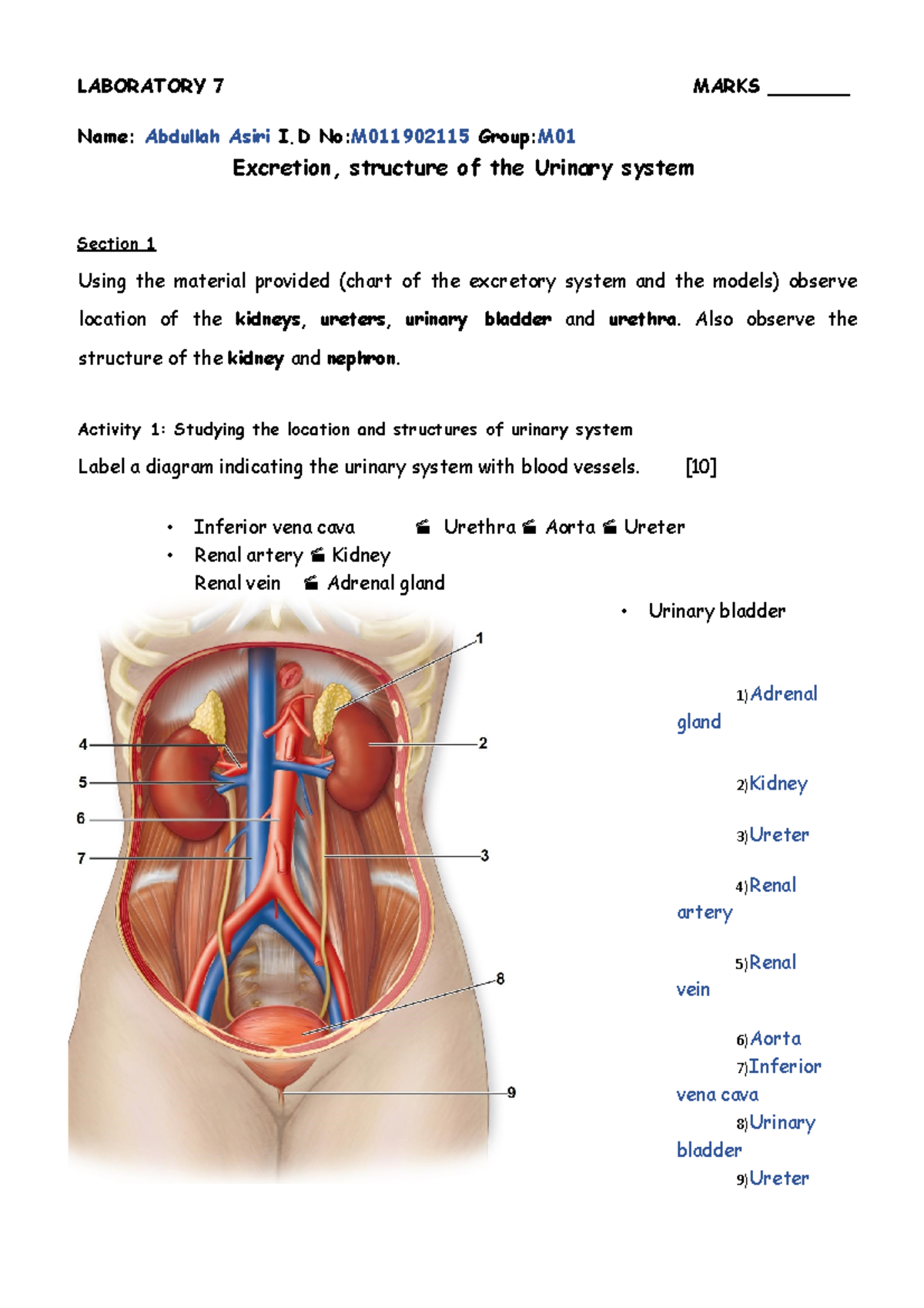 7 Excretory Work Sheet 1 3 Laboratory 7 Marks Name Abdullah Asiri I No M011902115 Studocu 7 Excretory Work Sheet 1 3 Laboratory 7 Marks Name Abdullah Asiri I No M011902115 Studocu