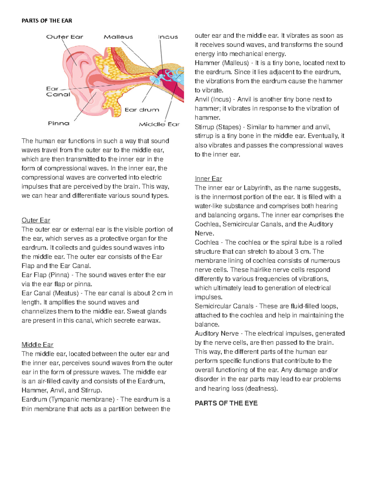 Anatomy and Physiology of the ear - PARTS OF THE EAR The human ear ...