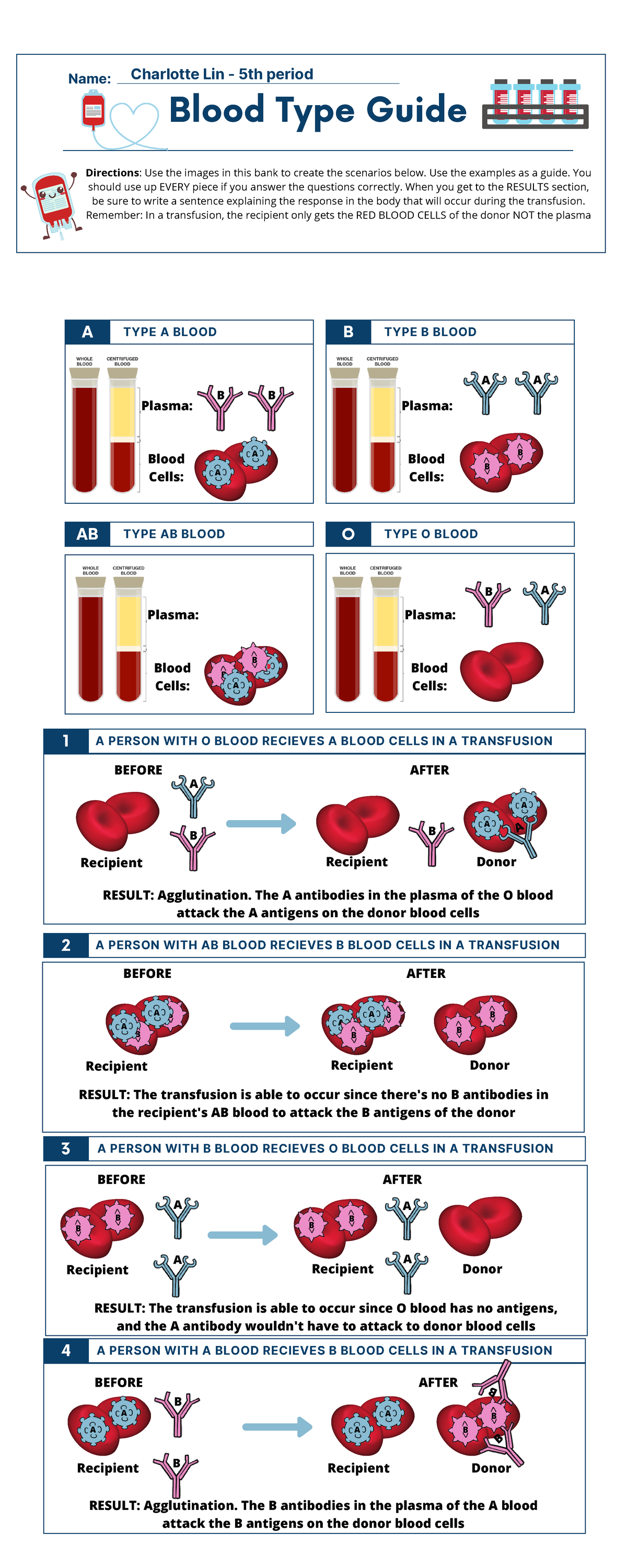 Blood Type Guide Ws Student - A A B A B Blood Cells: Blood Cells 