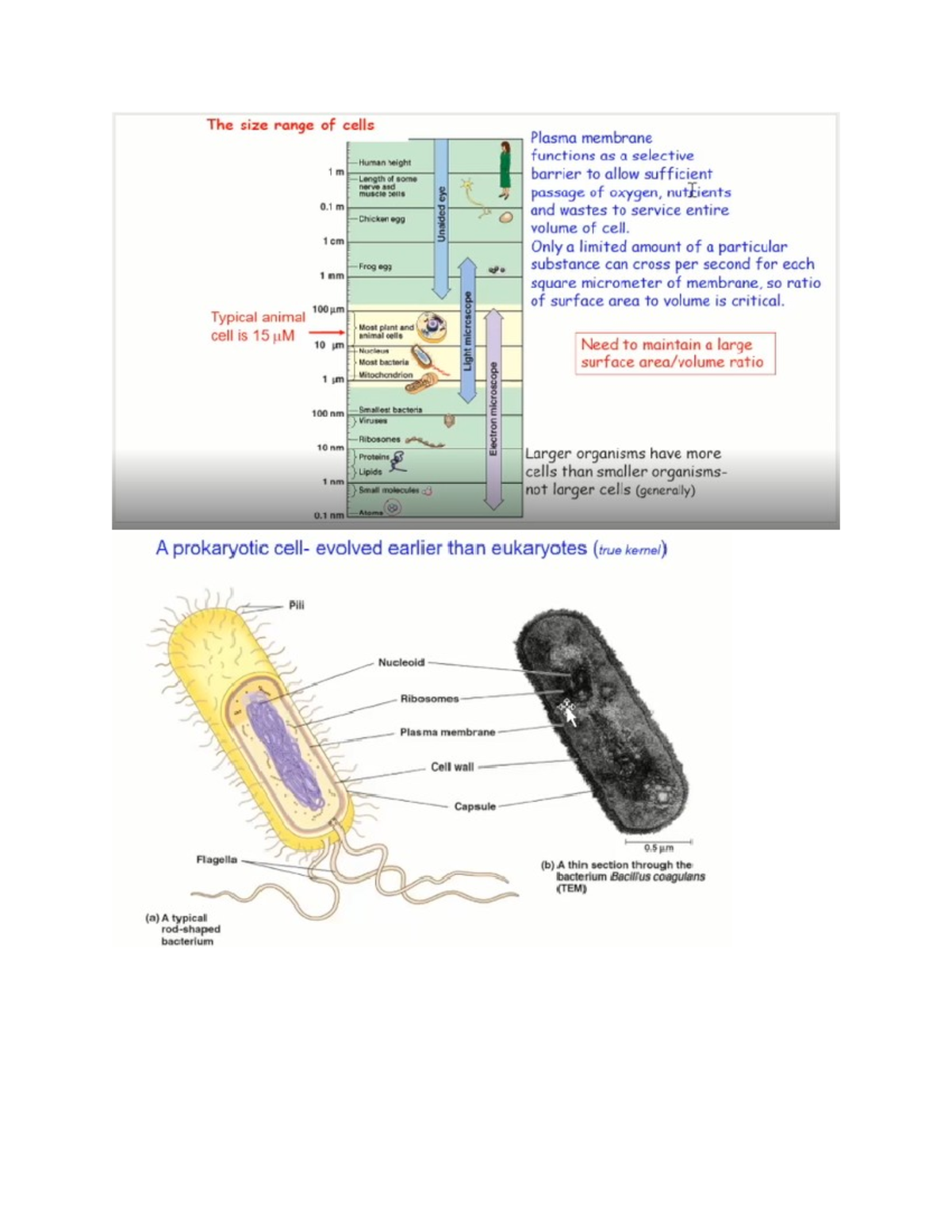 Ch 6 lecture notes - BIO100 - Studocu