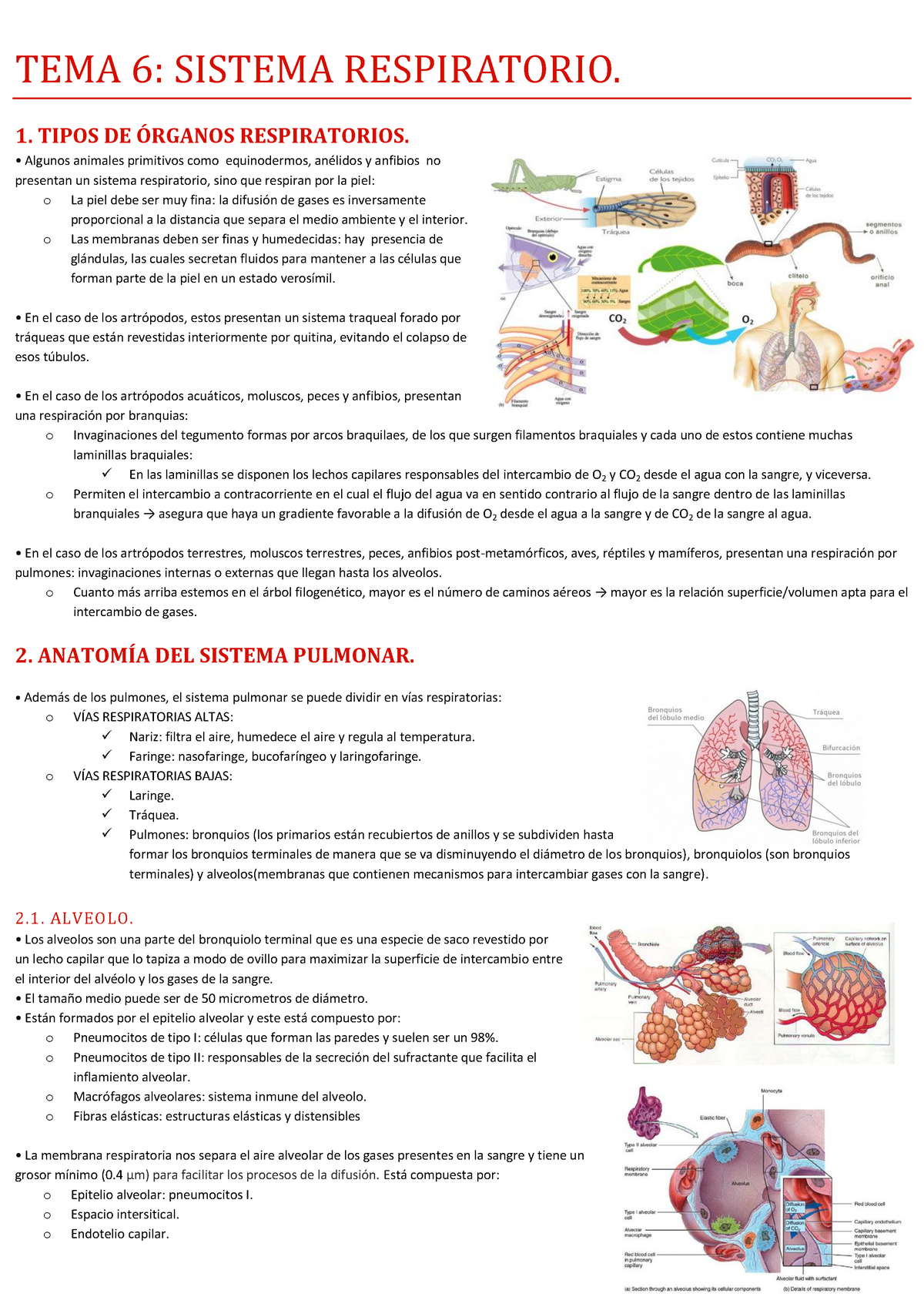 Tema 6 Sistema Respiratorio Tema 6 Sistema Respiratorio 1 Tipos De Respiratorios Algunos