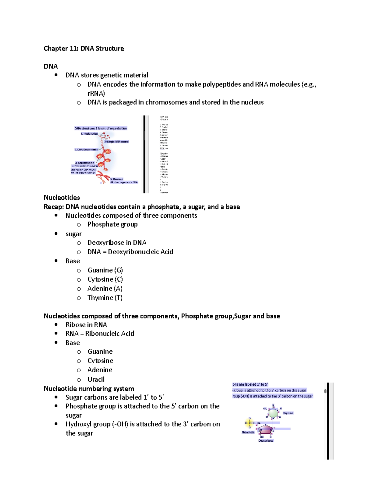 Biology exam 3 - exam 3 - Chapter 11: DNA Structure DNA DNA stores ...