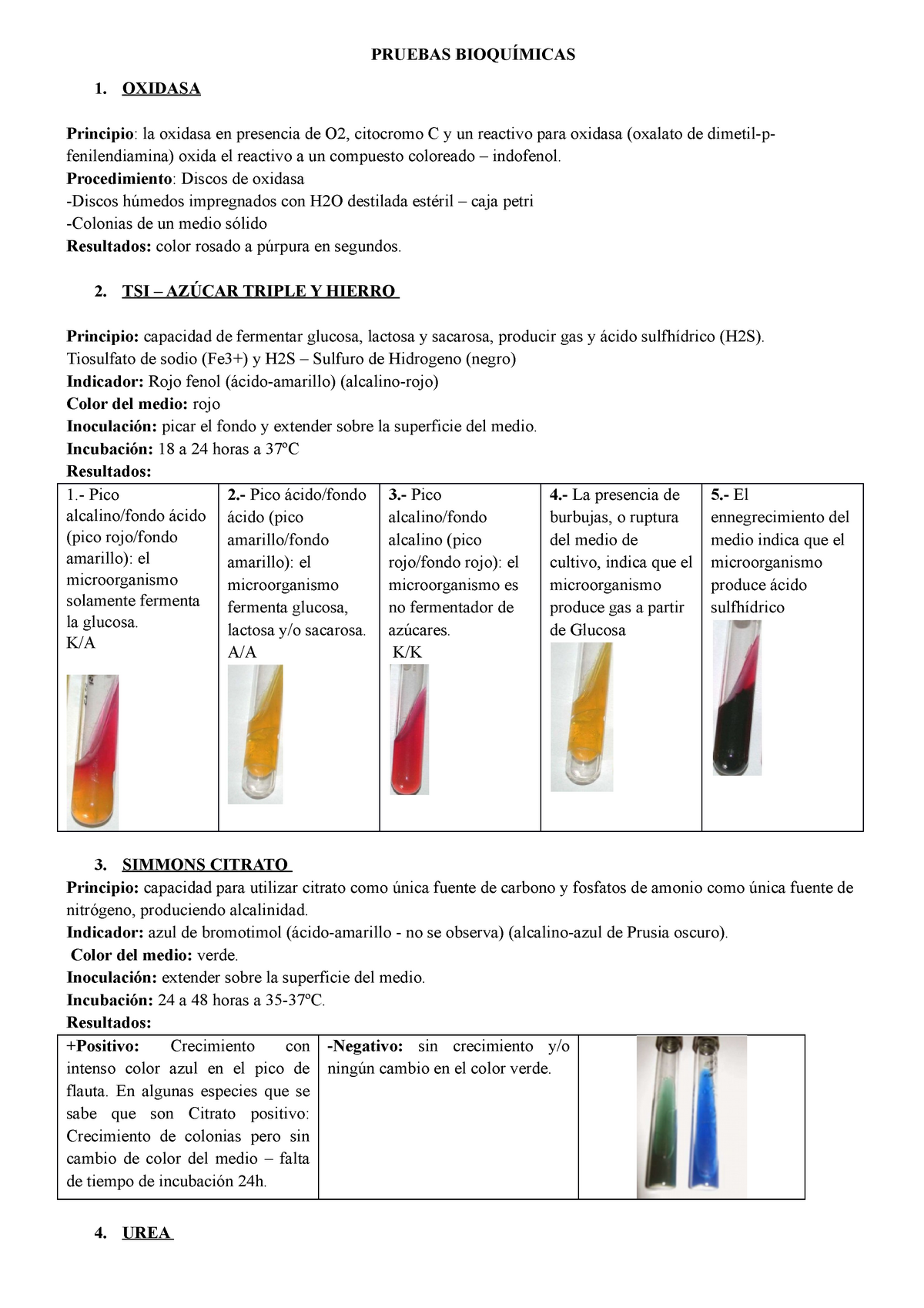 Bioquimicas Bacter Pruebas BioquÍmicas 1 Oxidasa Principio La Oxidasa En Presencia De O2 7889