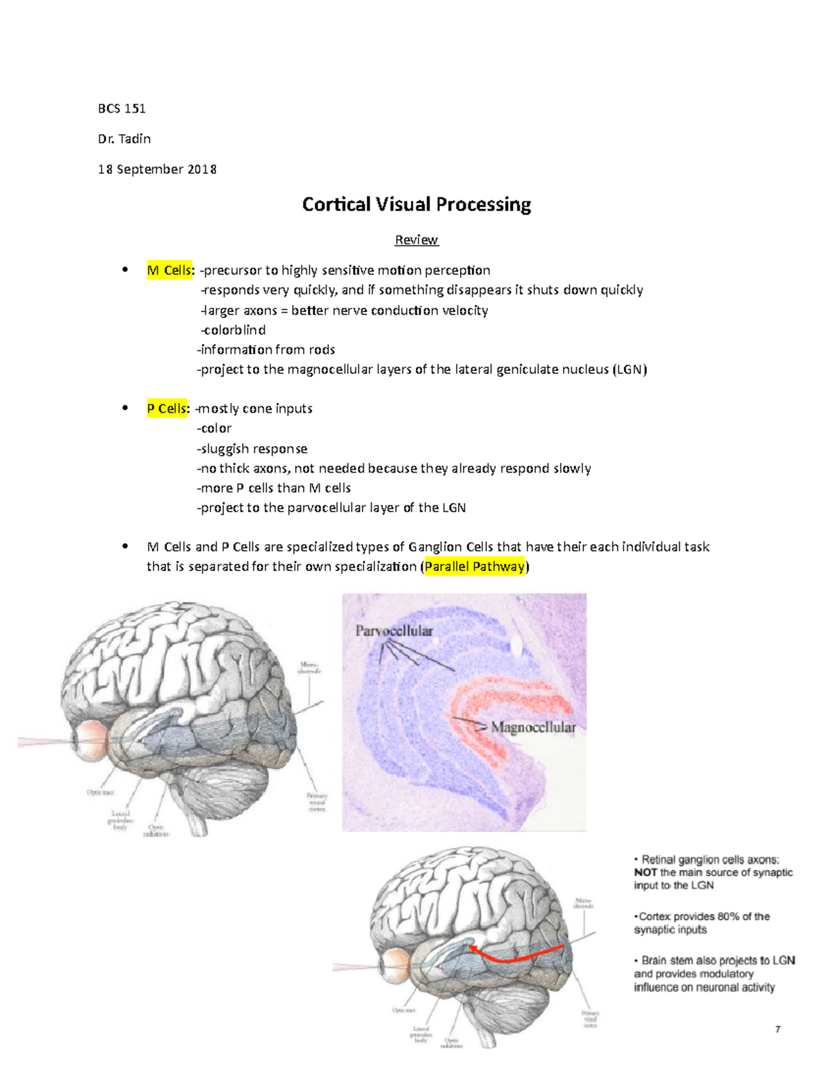 Cortical Visual Processing - BCS 151 Dr. Tadin 18 September 2018 ...