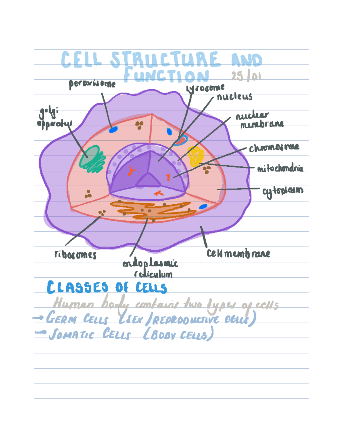 Week 2 Cell Structure and Function - AOC102DI - Studocu