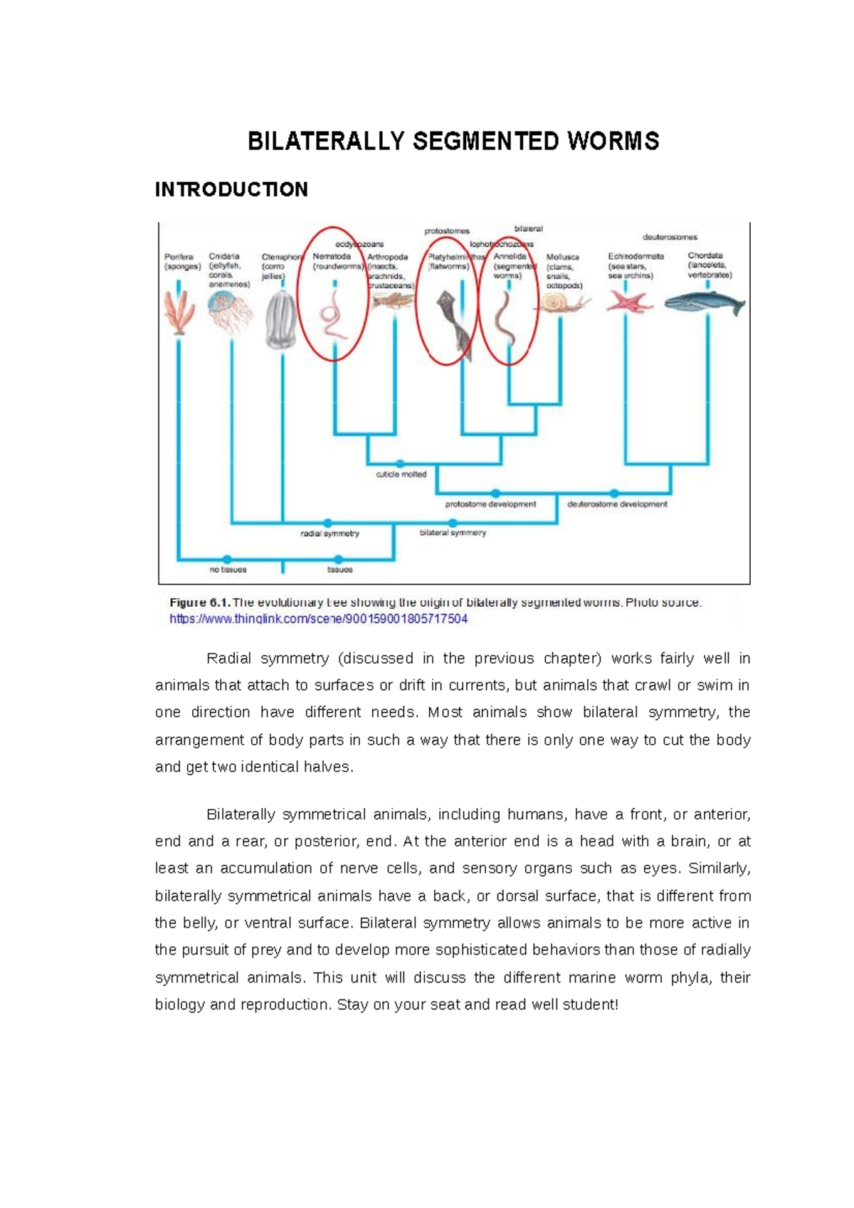Bilaterally Segmented Worms - BILATERALLY SEGMENTED WORMS INTRODUCTION ...