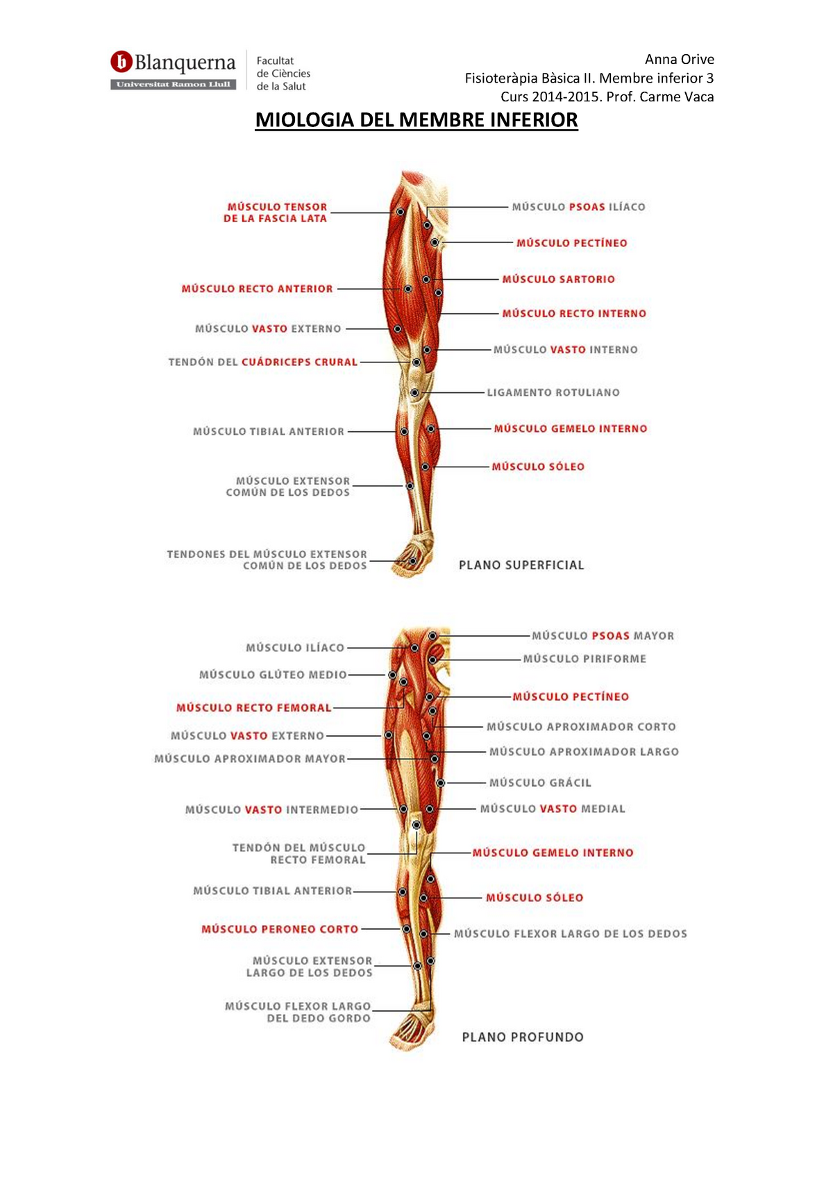 Membre Inferior Miologia Fisioteràpia Bàsica II Membre inferior Curs Prof