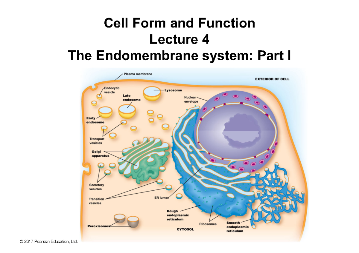 Lecture 4 - Cell Form and Function Lecture 4 The Endomembrane system ...