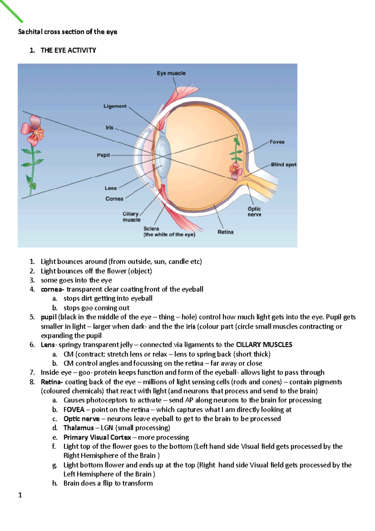Week 11 PAL Eye Notes Sachital cross section of the eye THE EYE