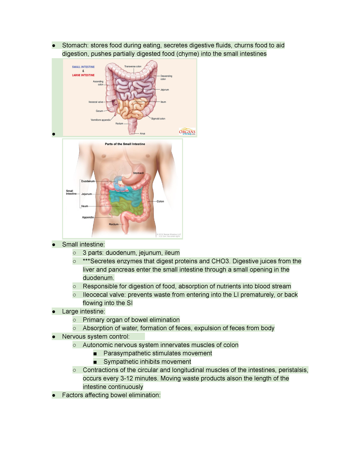 Gastrointestinal - Quick Notes - Stomach: stores food during eating ...