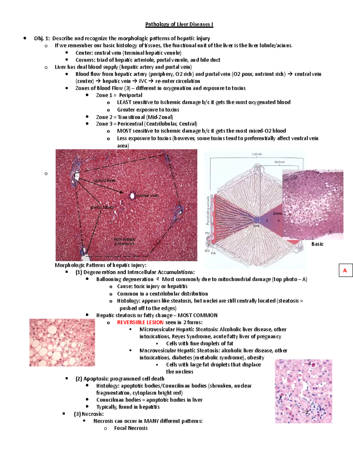 11. Pathology of Liver Disease I (Leibowitz) - Pathology of Liver ...