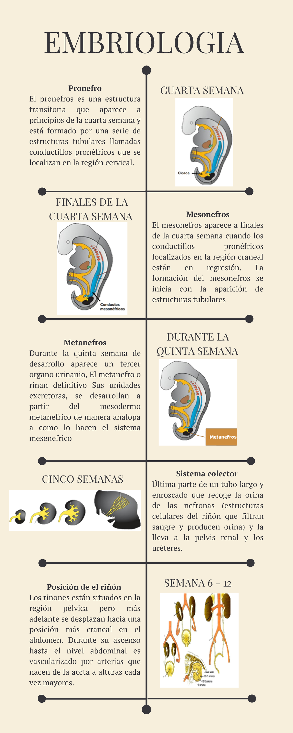 Embriología Del Sistema Genitourinario Embriologia Mesonefros El Mesonefros Aparece A Finales 