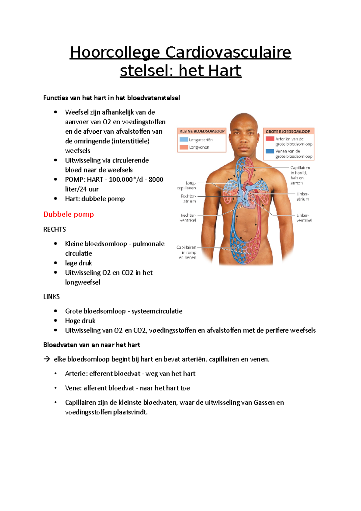 Hoorcollege Cardiovasculaire Stelsel - Samenvatting PPT Hoorcolleges ...