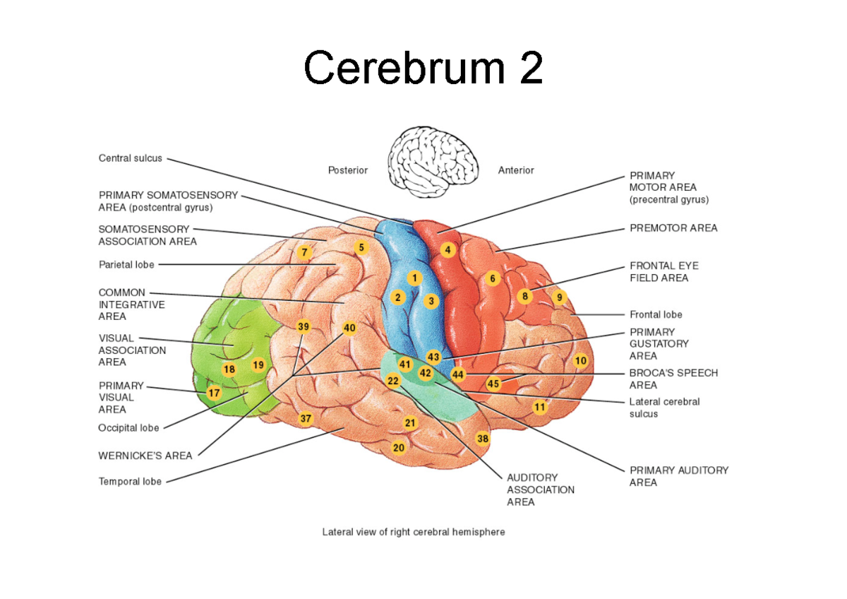 Ophthalmic Anatomy and Physiology - Cerebral Cortex Lecture Notes ...