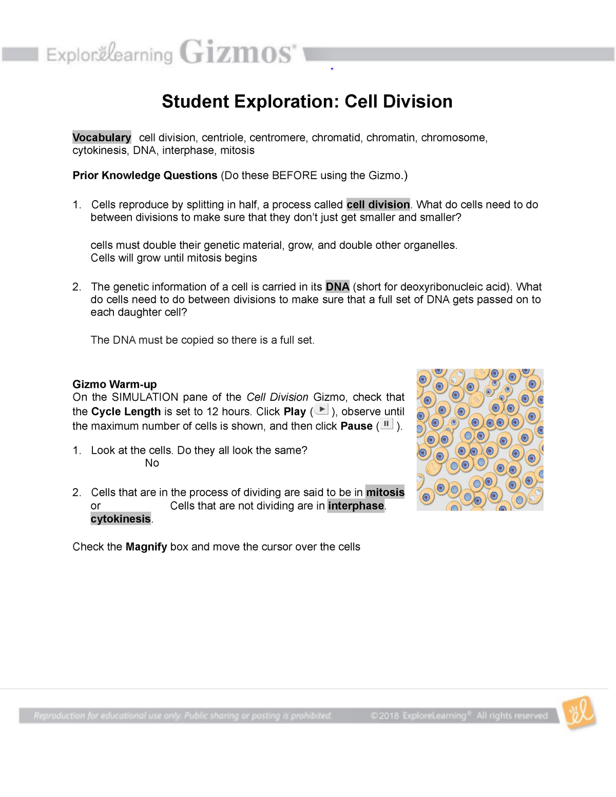 Cell Divisionturnin Idk Uva Student Exploration Cell Division Vocabulary Studocu