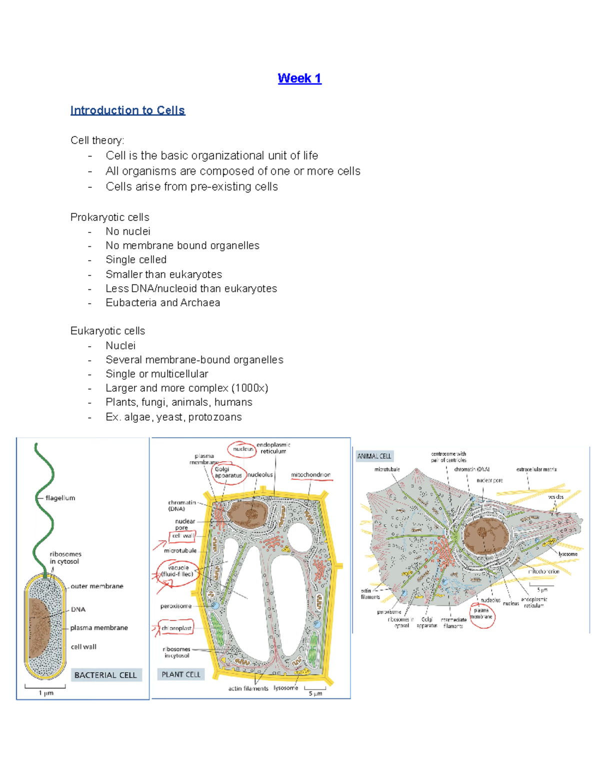 Bio Notes - 1 - Week 1 Introduction To Cells Cell Theory: - Cell Is The ...