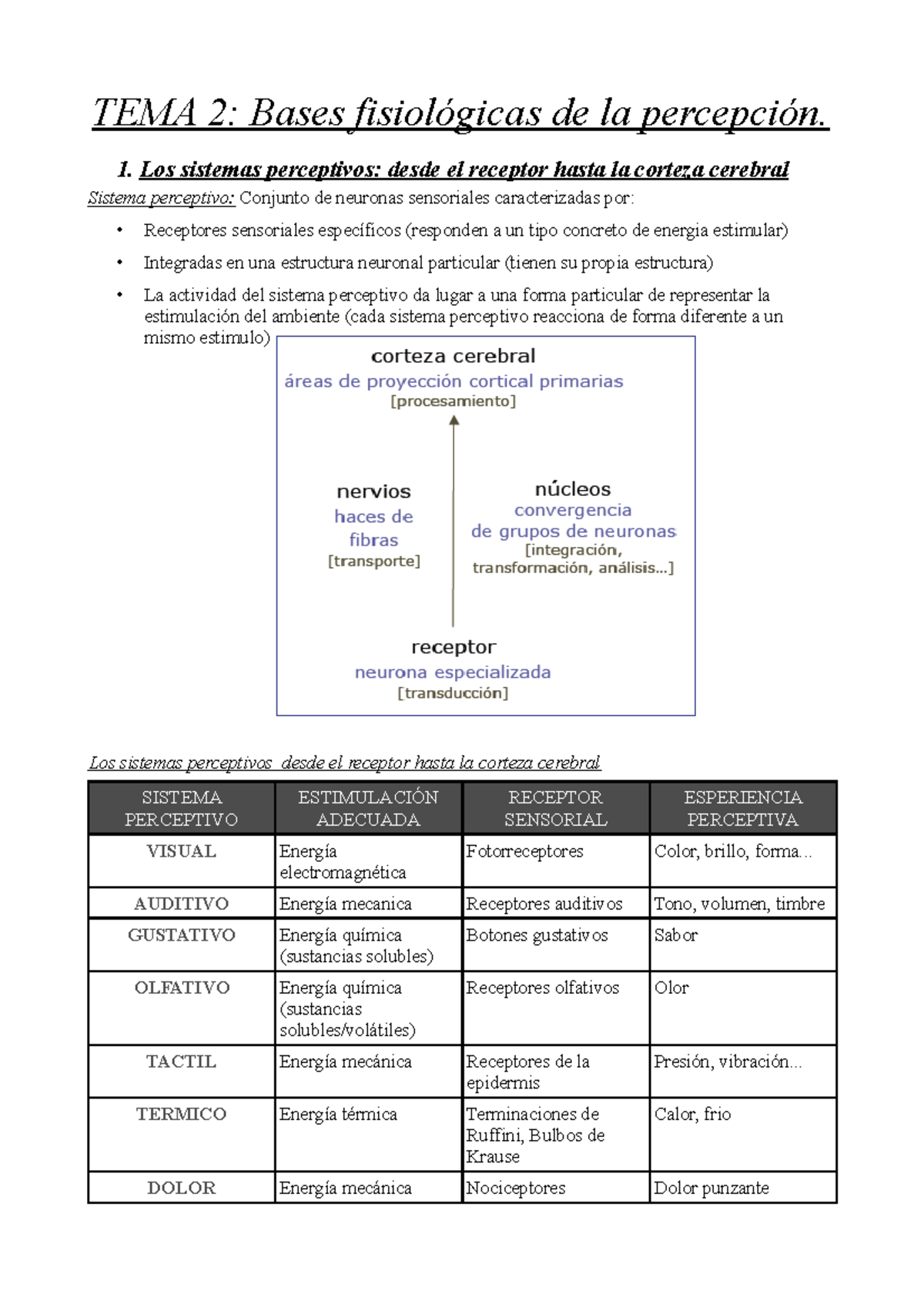 Tema 2 Bases fisiológicas de la percepción TEMA 2 Bases de la 1
