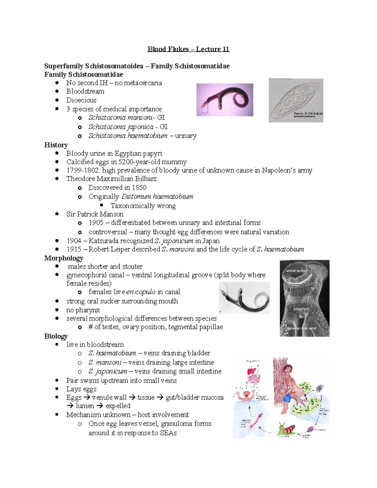 essay on blood flukes