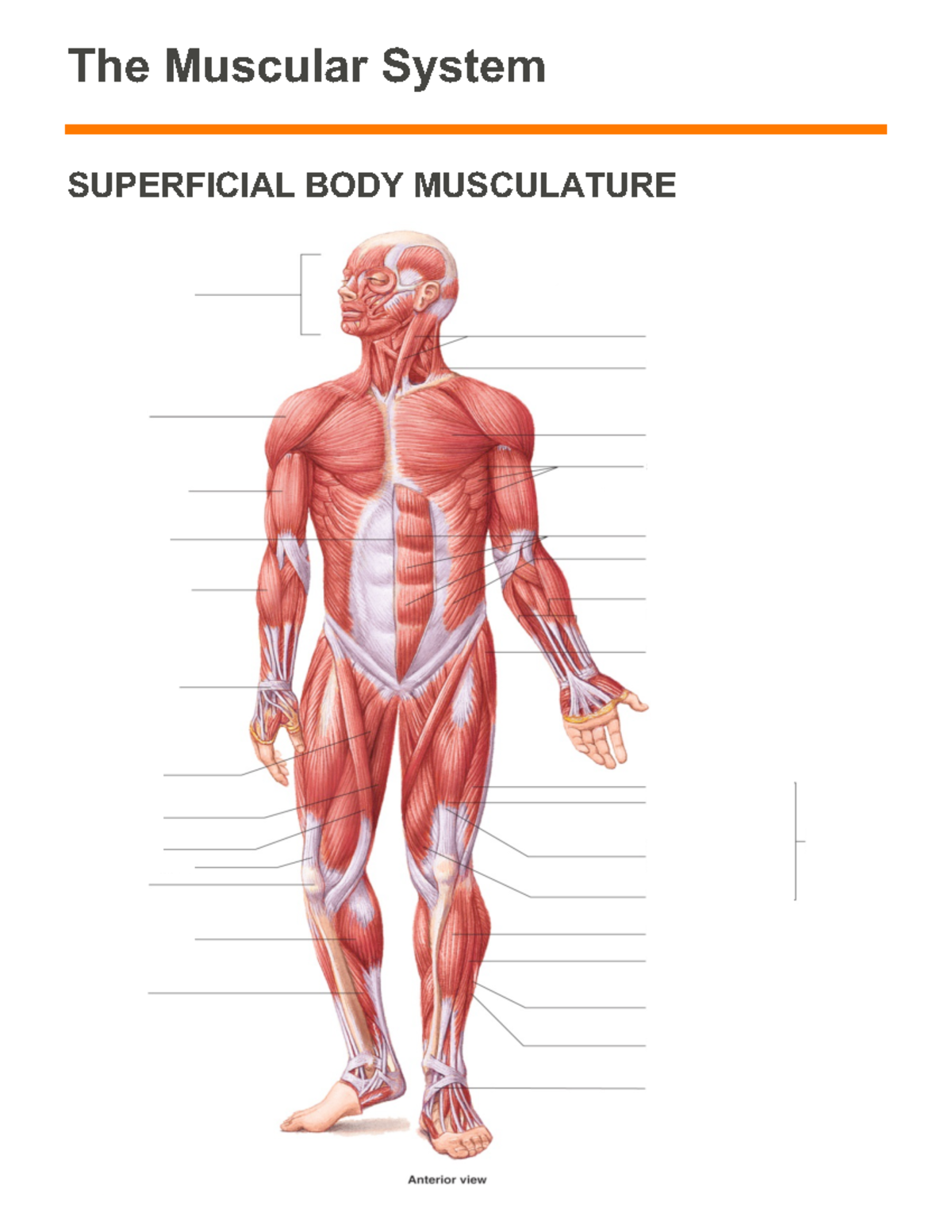 HAPP Laboratory Manual - Midterm - The Muscular System SUPERFICIAL BODY ...