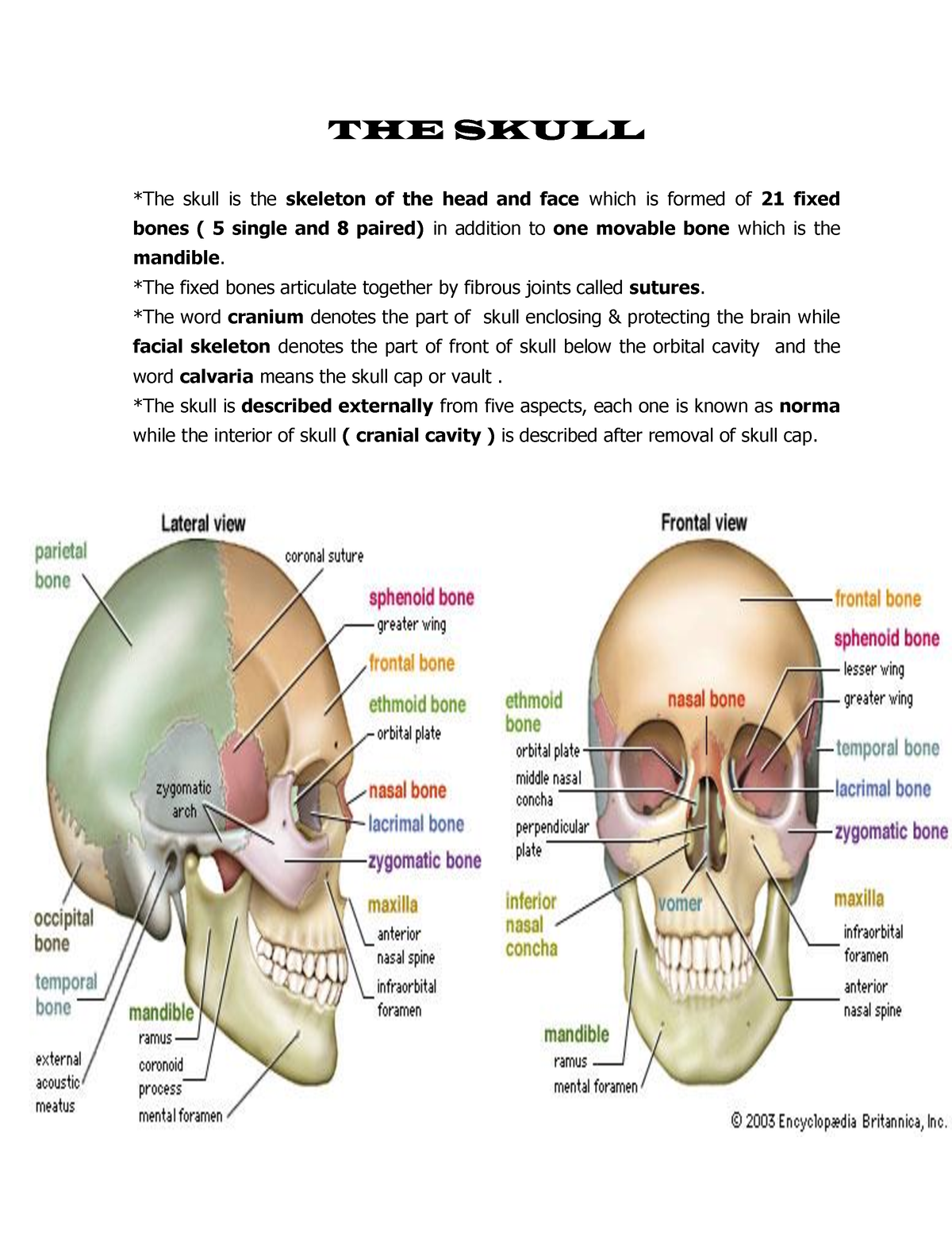 Anatomy of skull - THE SKULL *The skull is the skeleton of the head and ...