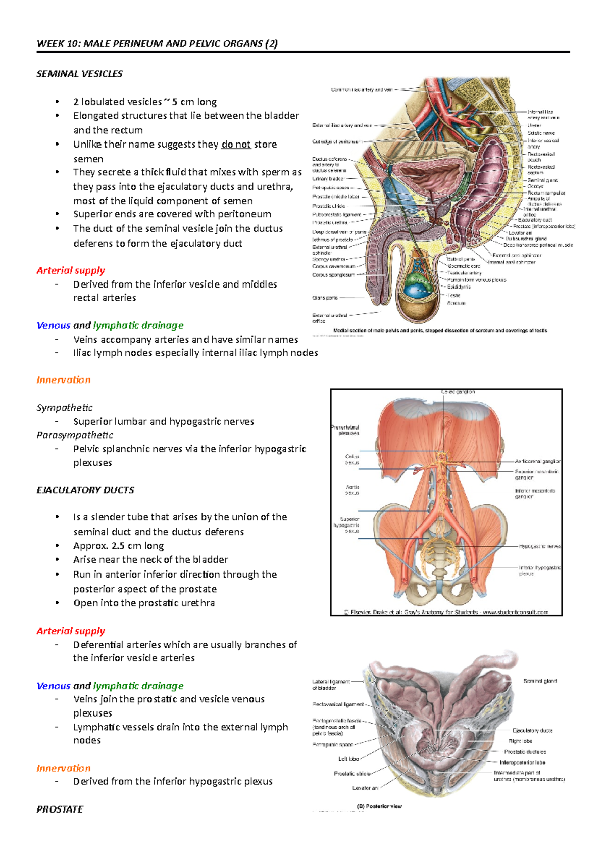 Weeks 10-12 - Week 10: Male Perineum And Pelvic Organs (2) Seminal 