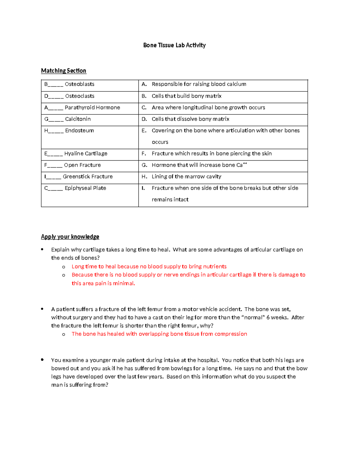 Chapter+6+Bone+and+Bone+Tissue+%28Answer+Key%29 - Bone Tissue Lab ...