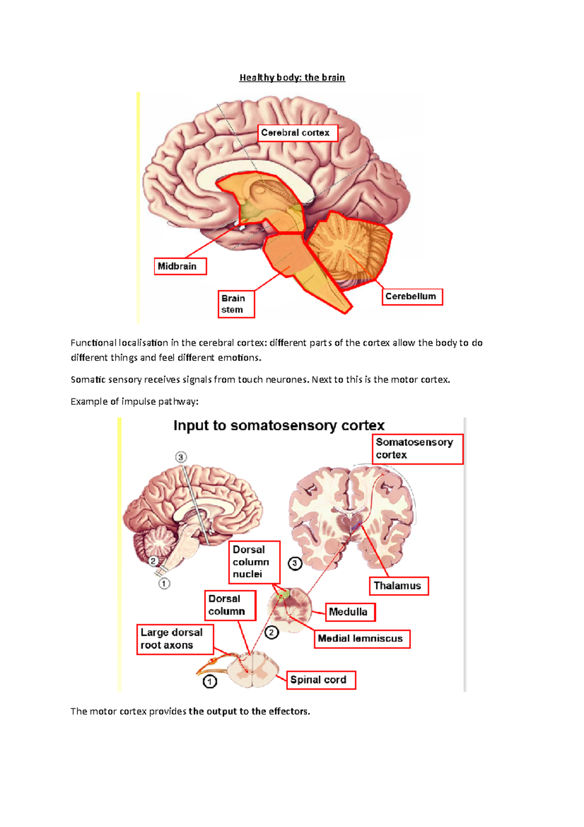 The Secret Power Hidden In Your Cerebral Cortex! - zwu6idn