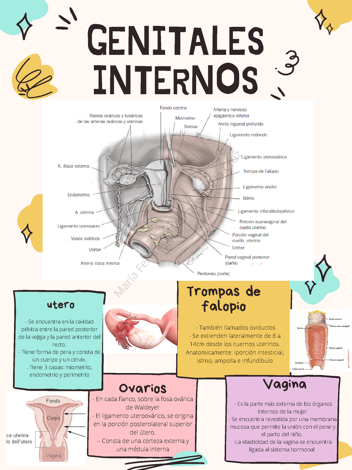 Genitales Internos Anatomía Y Fisiología De Los Genitales Internos Femeninos Genitales