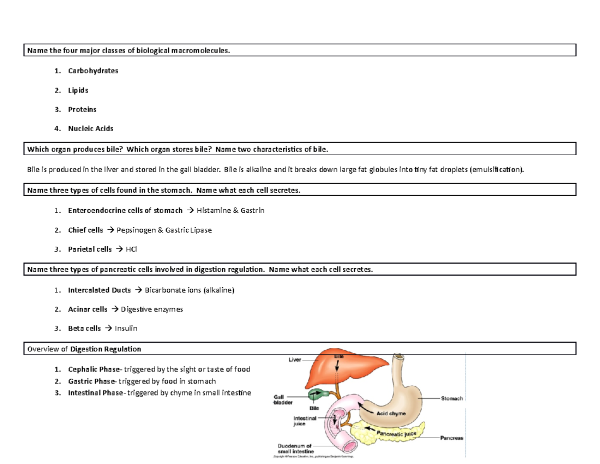Digestion and Appetite Regulation Flowchart BIO 232 Oakton Studocu