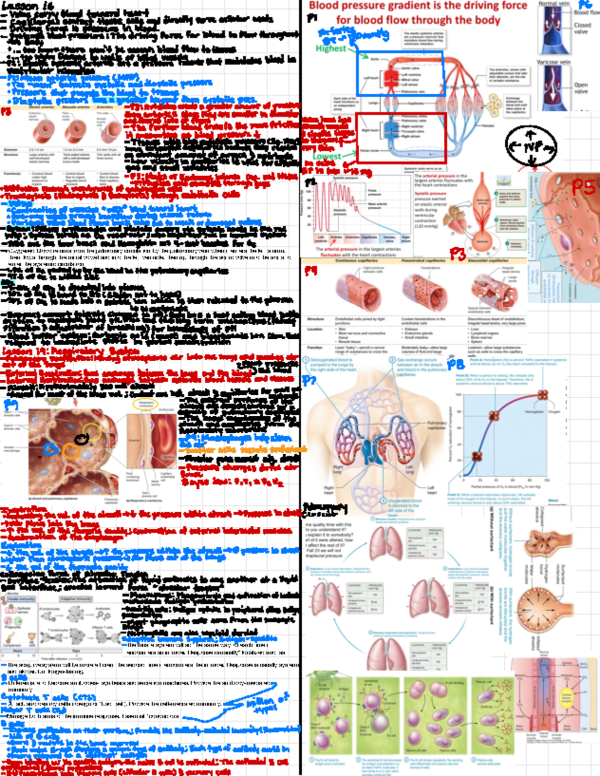 Anatomy and Physiology Final exam review sheet - Oxygened blood returns ...