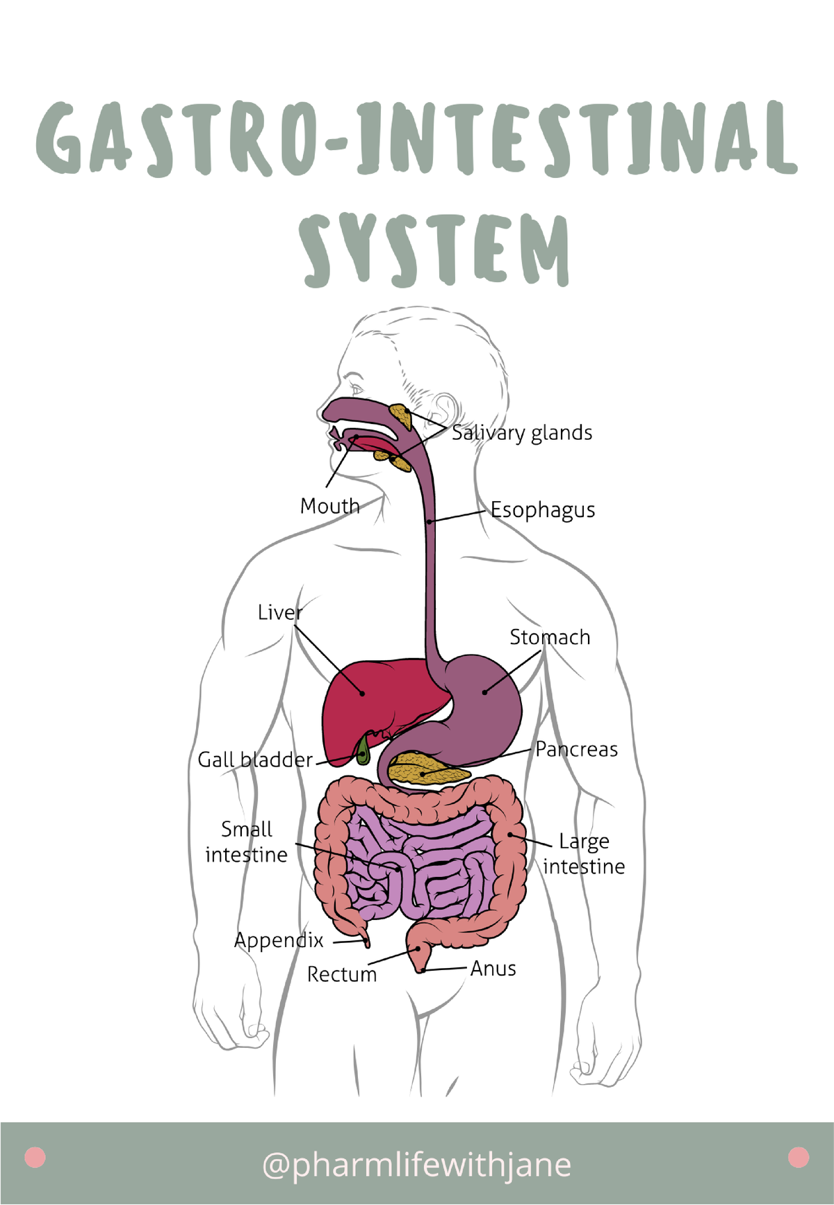 Gastro-Study-Guide - Gastrointestinal - CHRONIC BOWEL DISORDERS SUMMARY ...