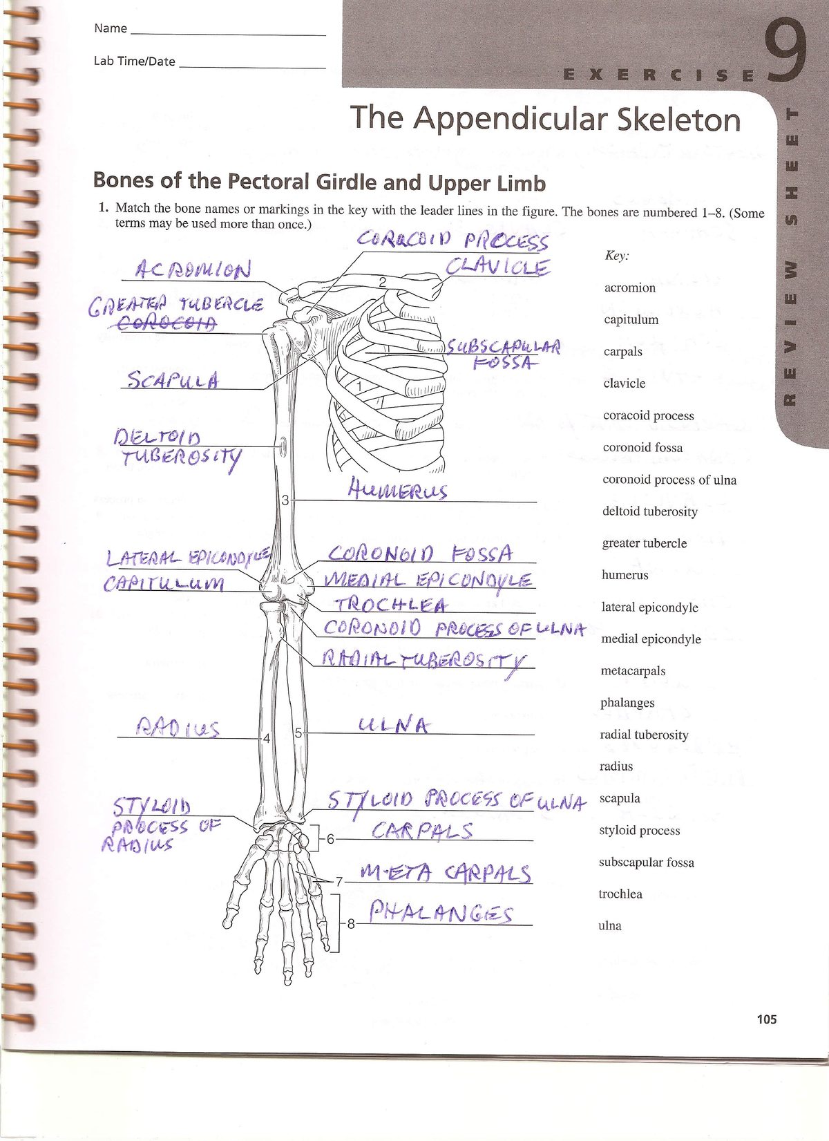 Lab Ex - Lab Manual - Anatomy And Physiology - Studocu