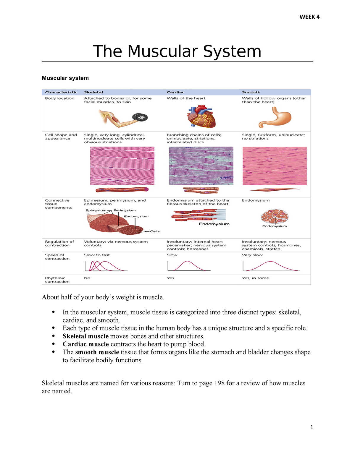 The Muscular System - The Muscular System Muscular system About half of ...