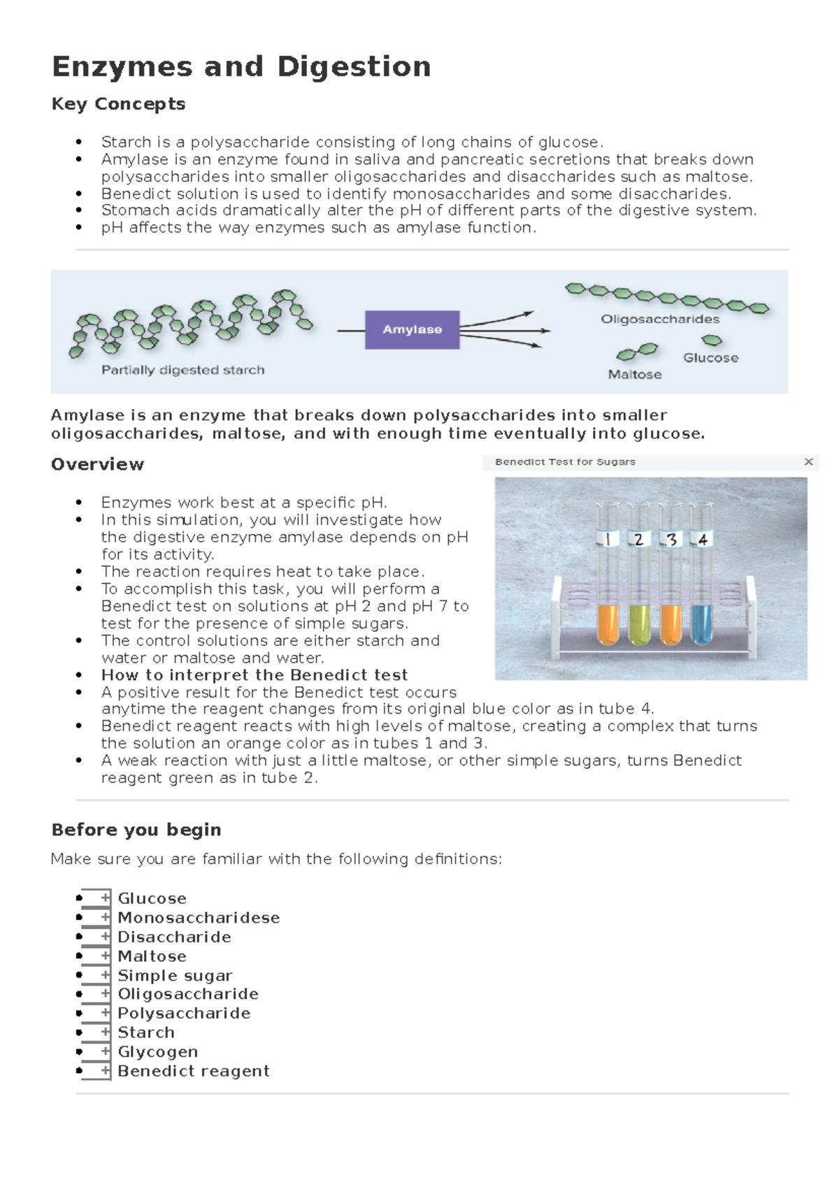 Enzymes and Digestion Amylase is an enzyme found in saliva and