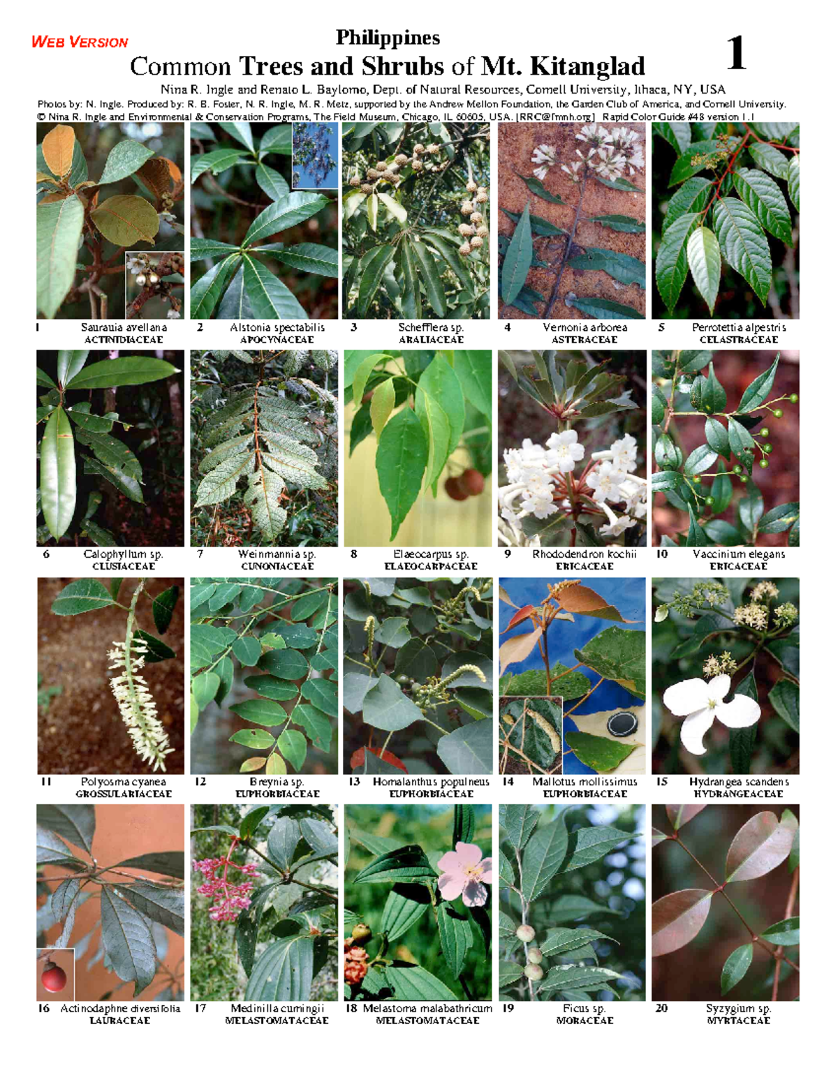 Common Trees and Shrubs of Mt Kitanglad Philippines Common Trees and Shrubs of Mt. Kitanglad 1