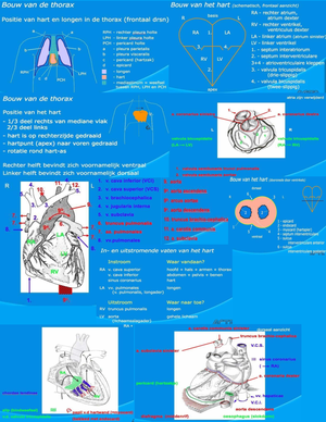 Anatomie V2 - Samenvatting In De Vorm Van Vragen - Anatomie Algemene ...