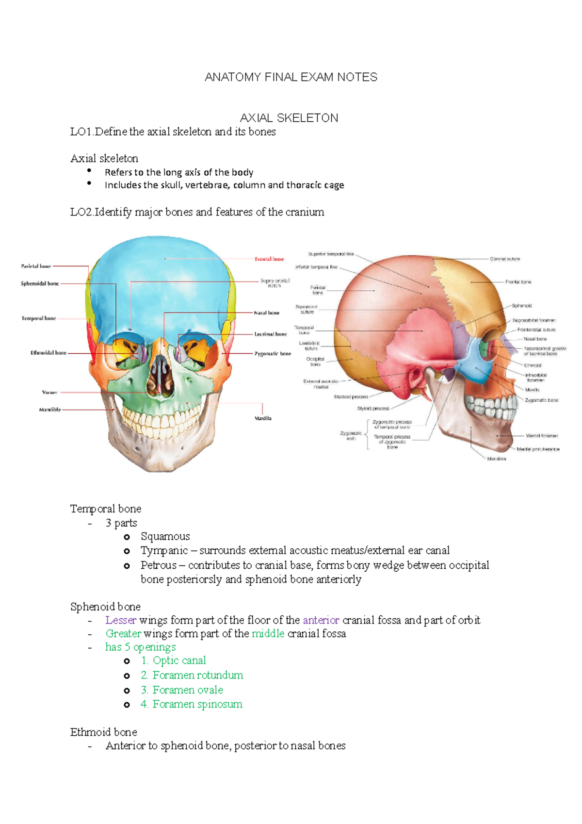 Anatomy Final EXAM Notes - ANATOMY FINAL EXAM NOTES AXIAL SKELETON LO1 ...