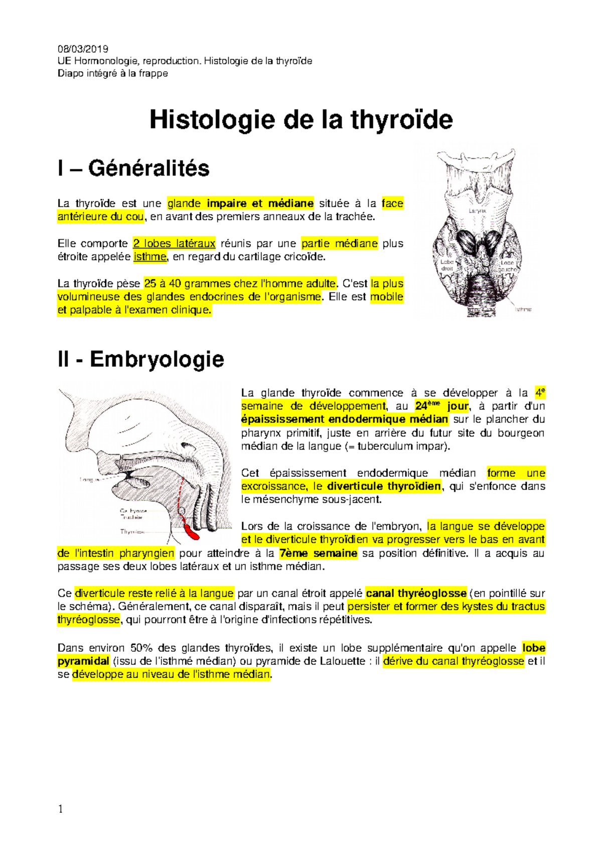 M3 Hen M3 Hormonologie Reproduction 19 03 08 Histologie De La Thyroide Studocu
