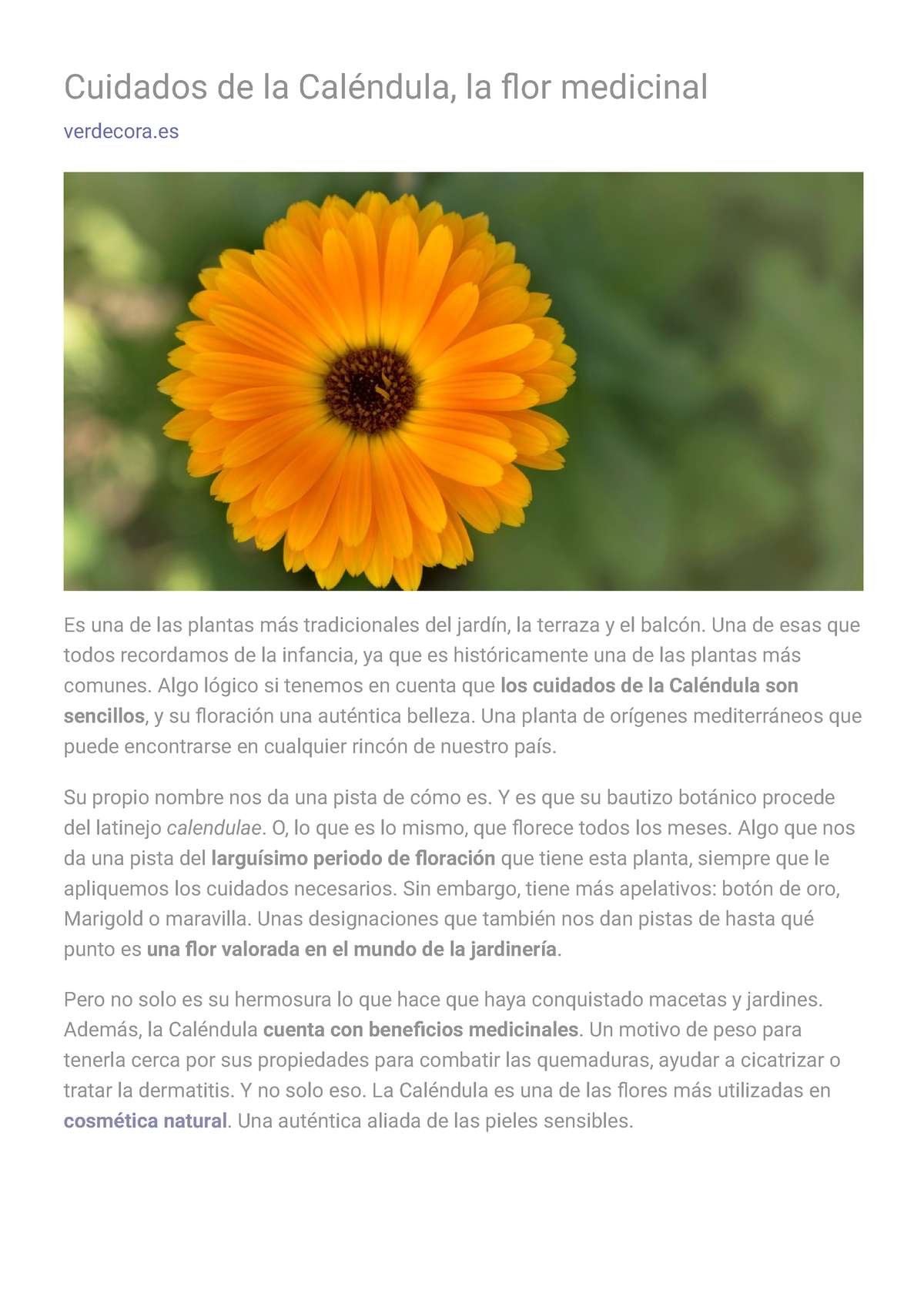 Cuidados de la Caléndula, la flor medicinal Blog Verdecora - Cuidados de la  Caléndula, la flor - Studocu