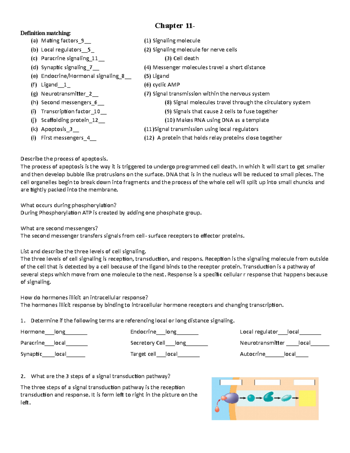 bio-181-homework-wk8-ch-11-chapter-11-definition-matching-a