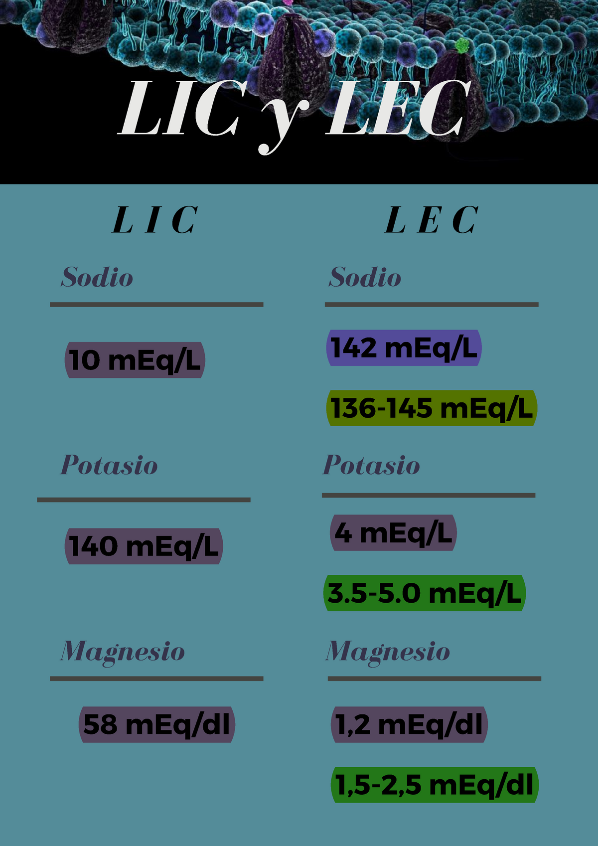 Valores Normales Tratado De Fisiologia Medica 142 Meql 136 145 Meql Sodio 140 Meql 8347