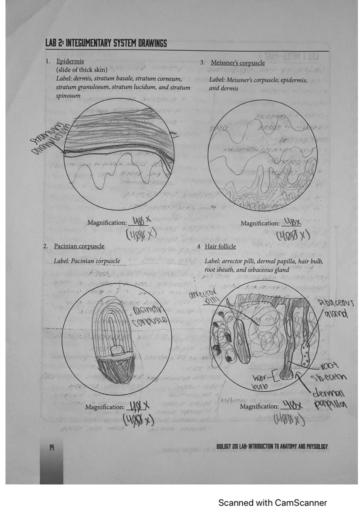 Chapter 6 Integumentary System - Science Mr. LeFave