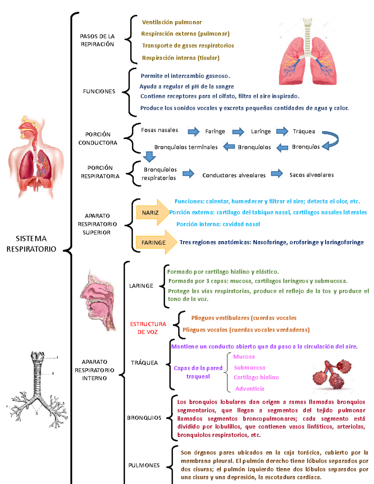 Mapa Conceptual Del Sistema Respiratorio Sexiz Pix Porn Sex Picture