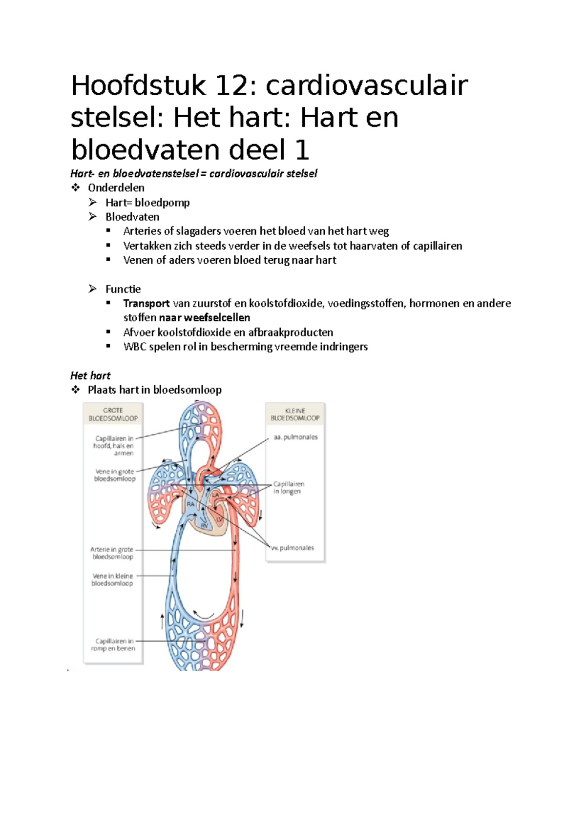 Hoofdstuk 2 - Anatomie Van Het Cardiovasculair Stelsel - Het Hart ...