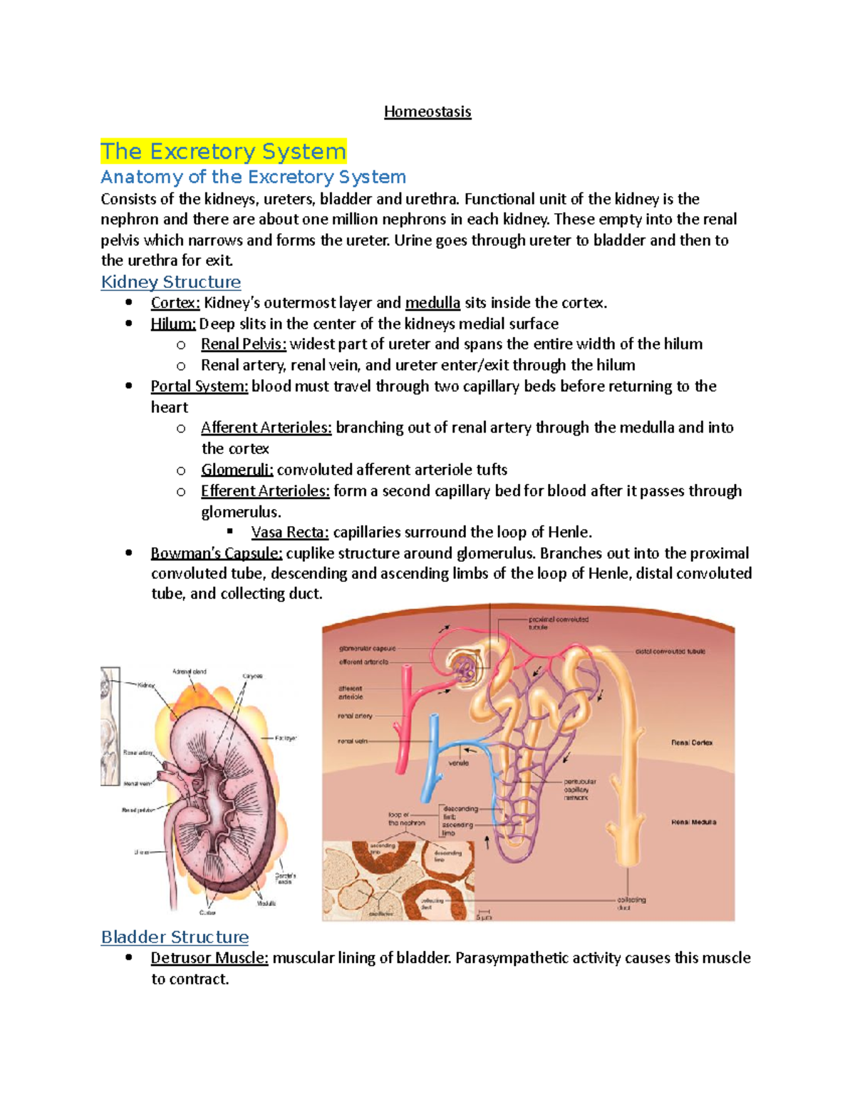 Chapter 10 Homeostasis - Homeostasis The Excretory System Anatomy of ...