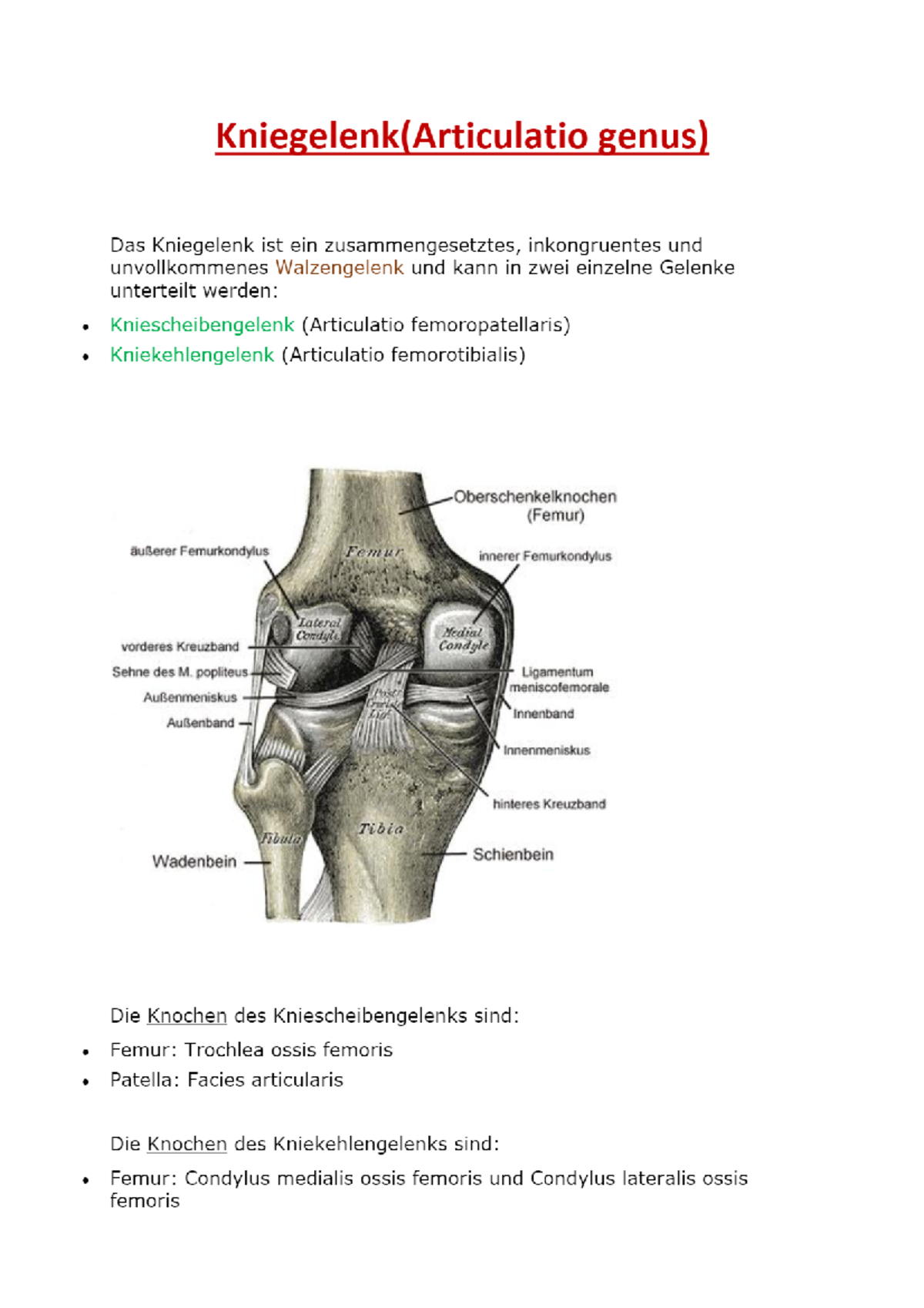 Kniegelenk - Medizinische Physiologie - Studocu