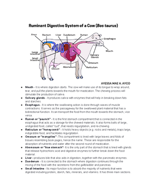 Ostrich Digestive System - Mouth/Beak - used for eating and for ...